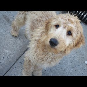 Meet your Posher, Jenny